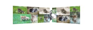 Des extensions gratuites pour créer une galerie photo attrayante